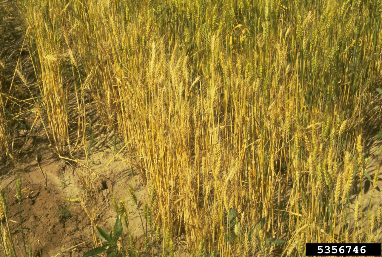 Take-all disease (field)